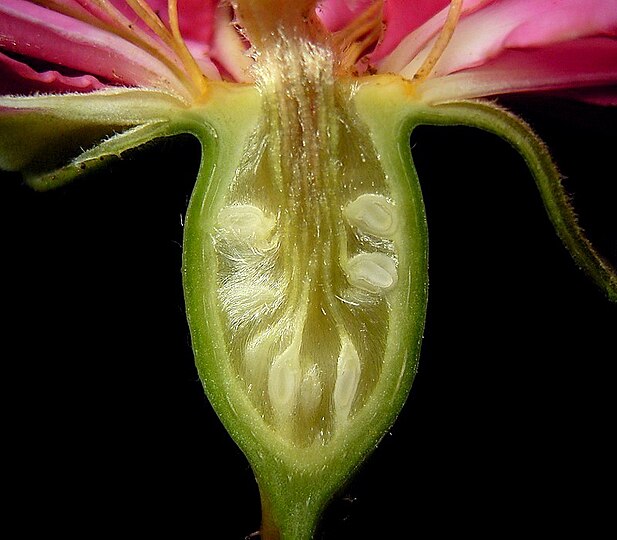 Rose · The Parable of the Rose