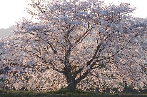 Sakura · A Moment in Bloom